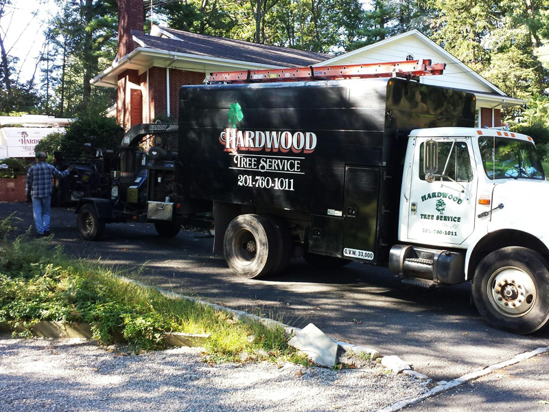 Tree trimming and removal