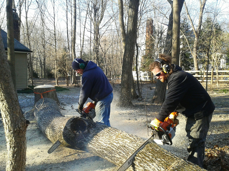 Tree trimming and removal