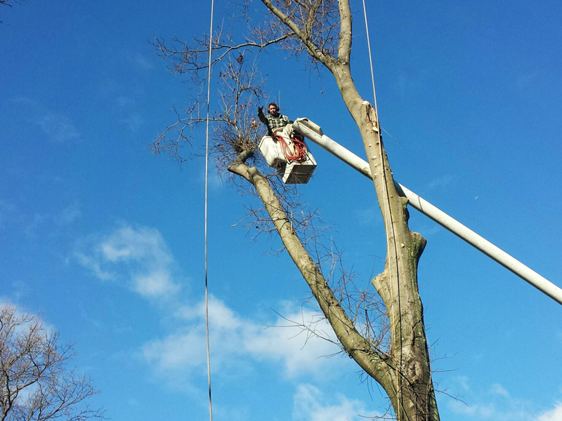 Tree trimming and removal