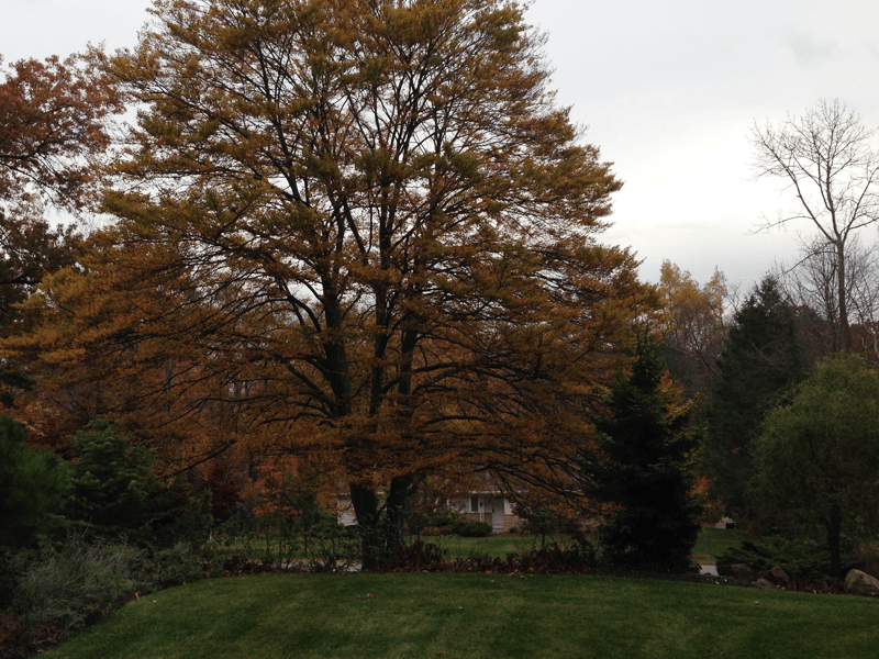Tree trimming and removal