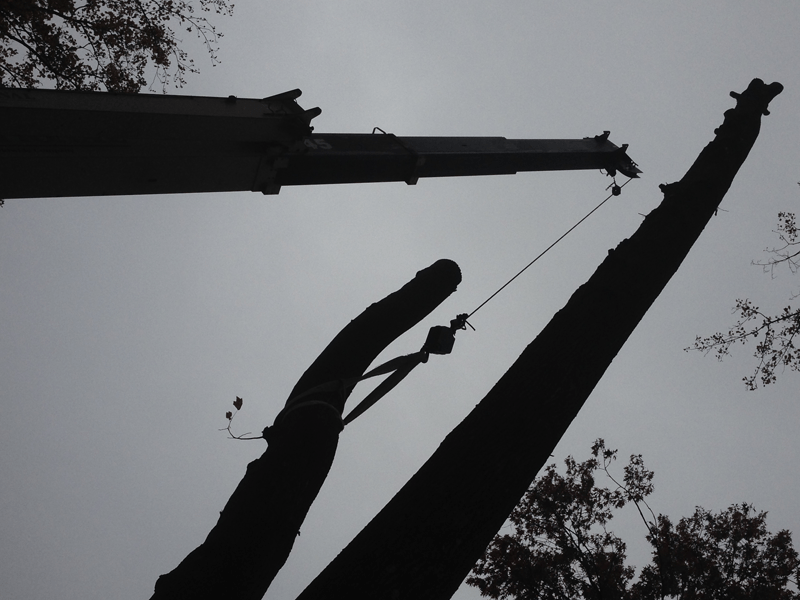 Tree trimming and removal