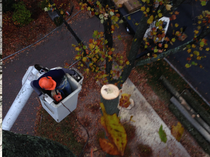 Tree trimming and removal