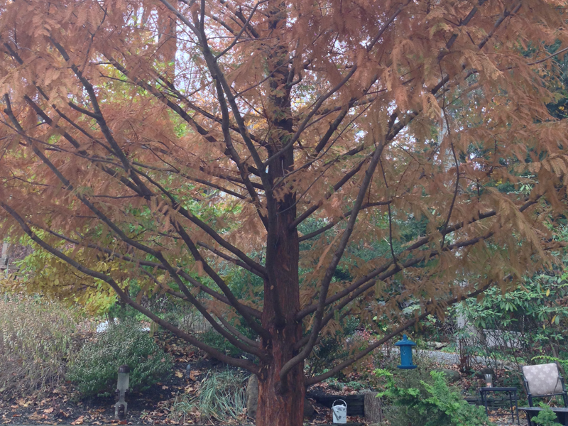 Tree trimming and removal