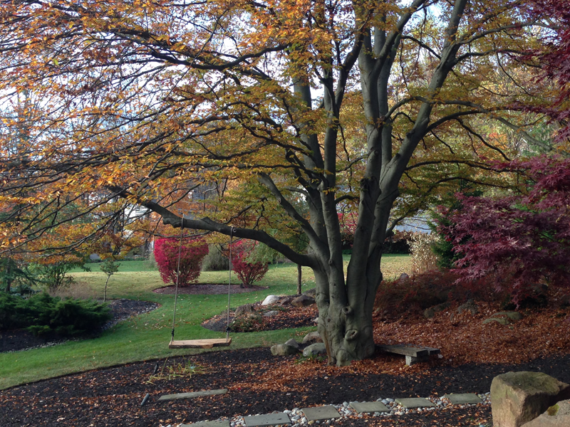 Tree trimming and removal