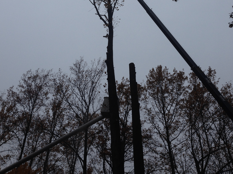Tree trimming and removal