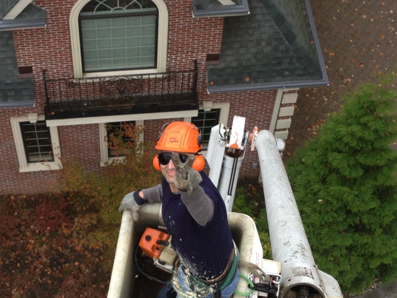 Tree trimming and removal