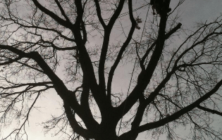 Tree trimming and removal