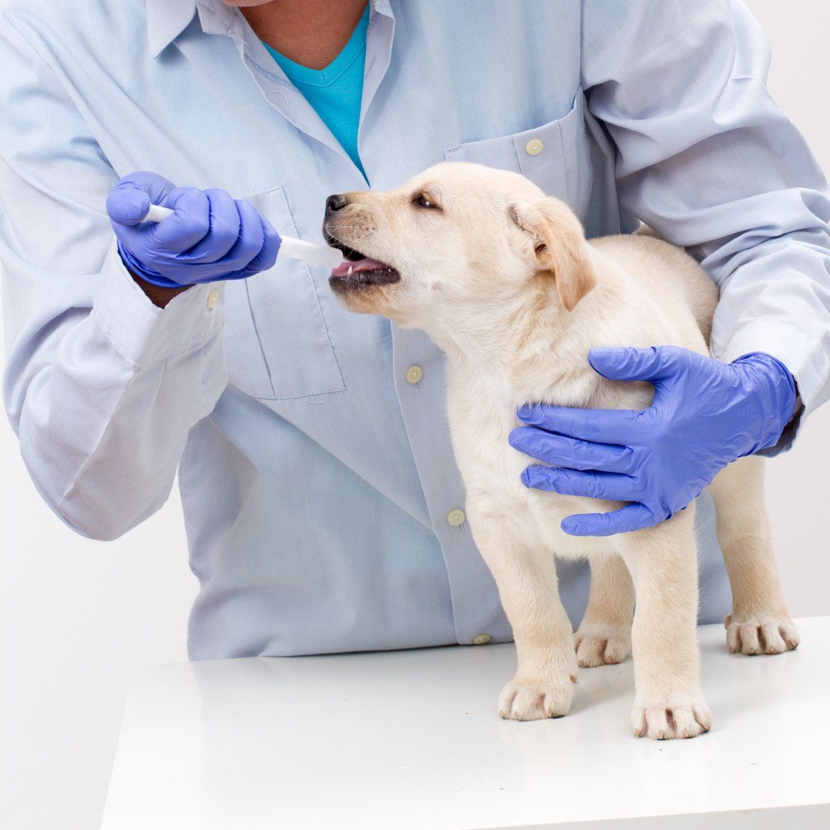 veterinary care