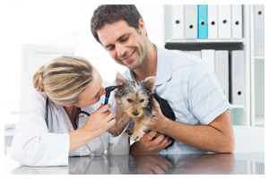 Vets with Yorkie