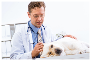 Doctor checking on dog