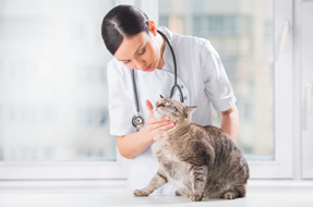 Doctor checking cat