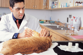 Doctor checking on cat