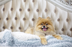 Cute dog on bed