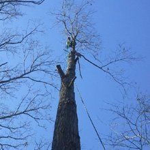 Tree Felling Hobart, Arborist