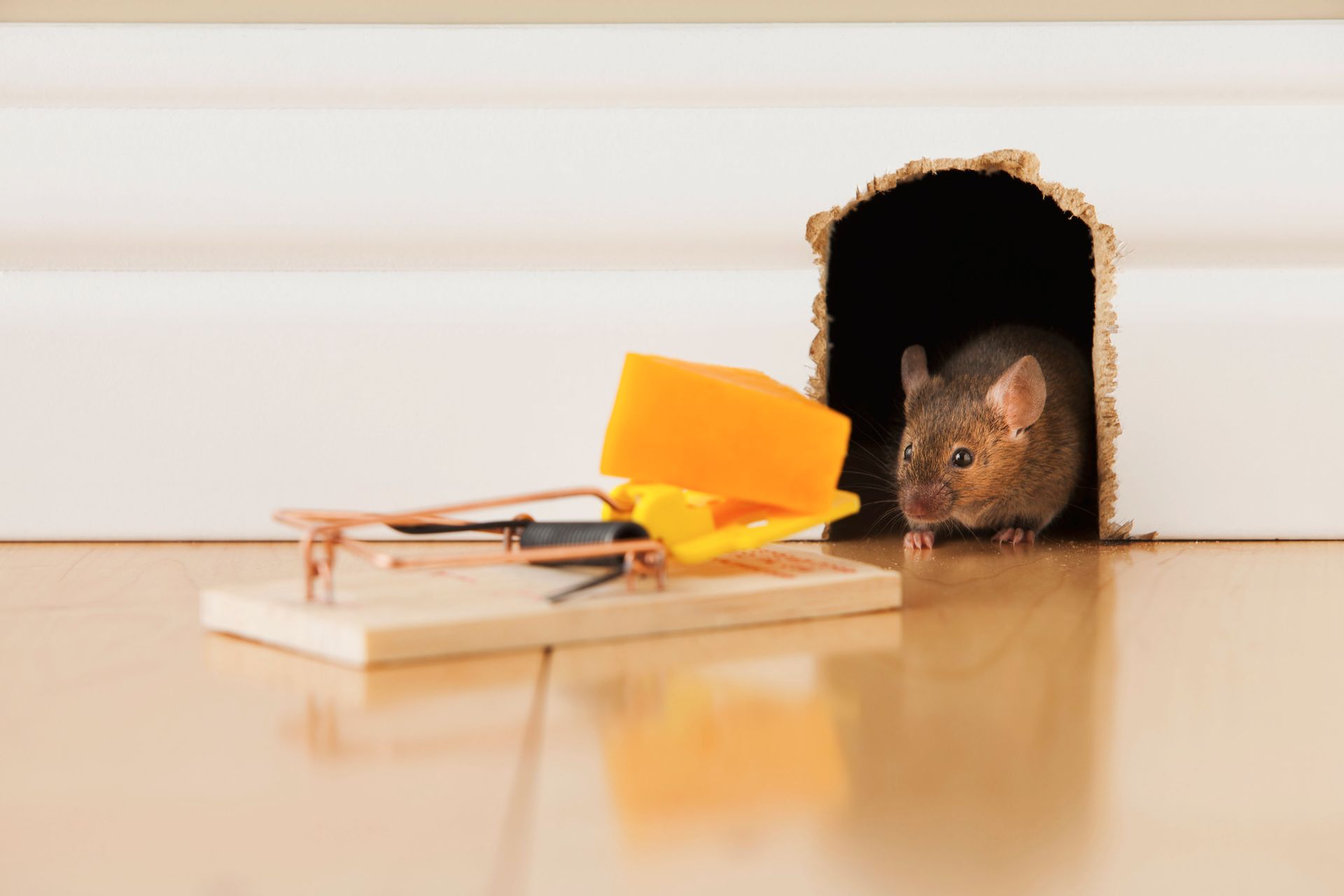 Mouse eyeing cheese on a mousetrap near its hole in a wall.