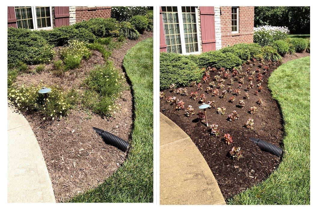 Before-and-after garden bed photo: mulched planting bed with new flowers and edging beside a sidewalk.