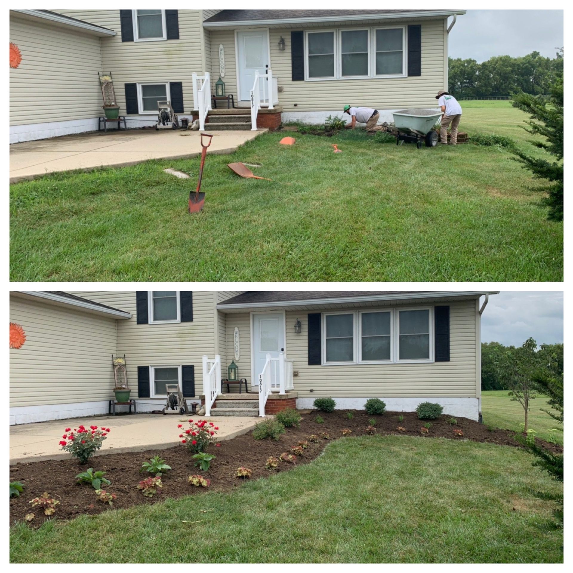 Before-and-after view of a front yard landscaping project with mulch, flowers, and a worker near a house.