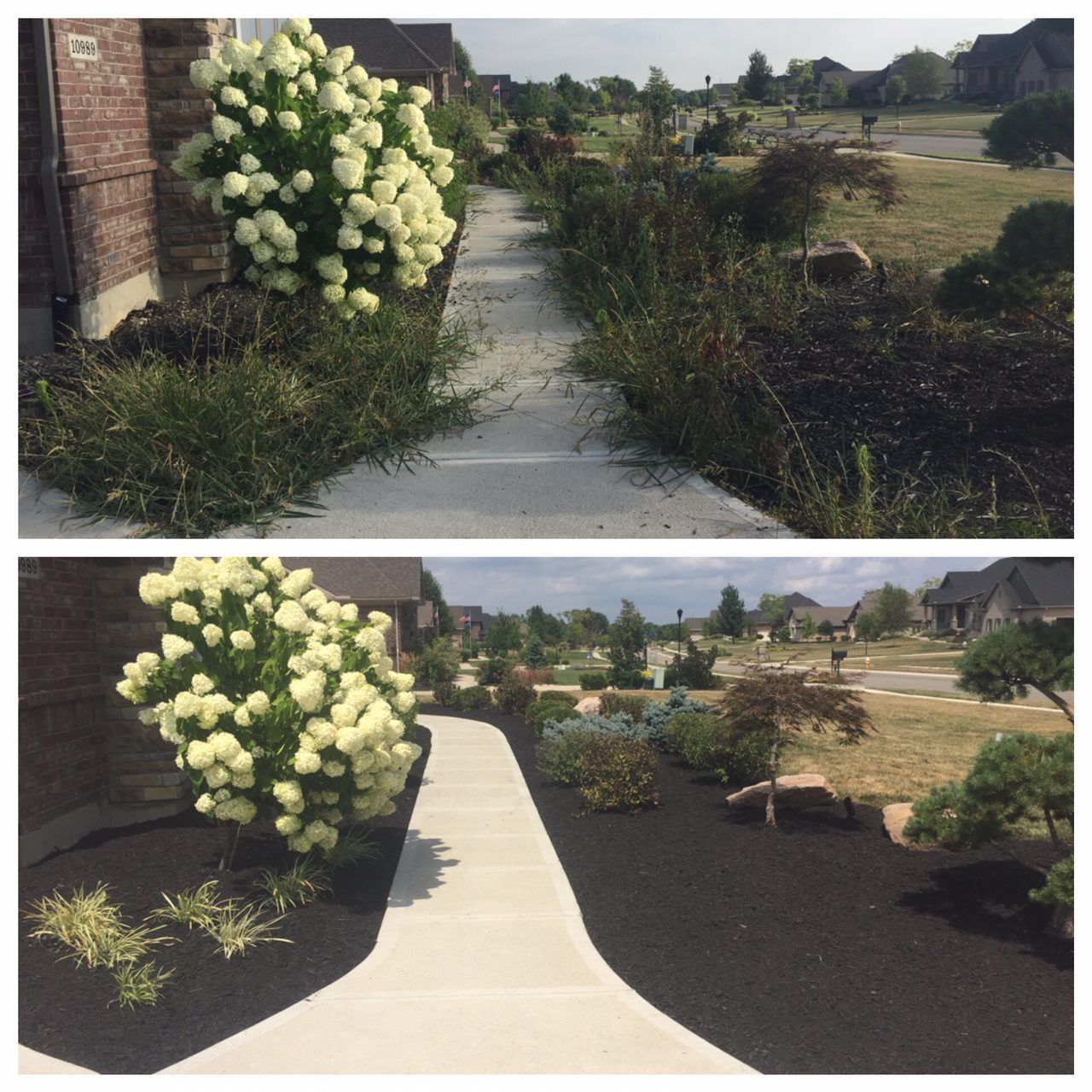 Before-and-after view of a garden walkway, with overgrown plants replaced by a clean concrete path and landscaped beds.