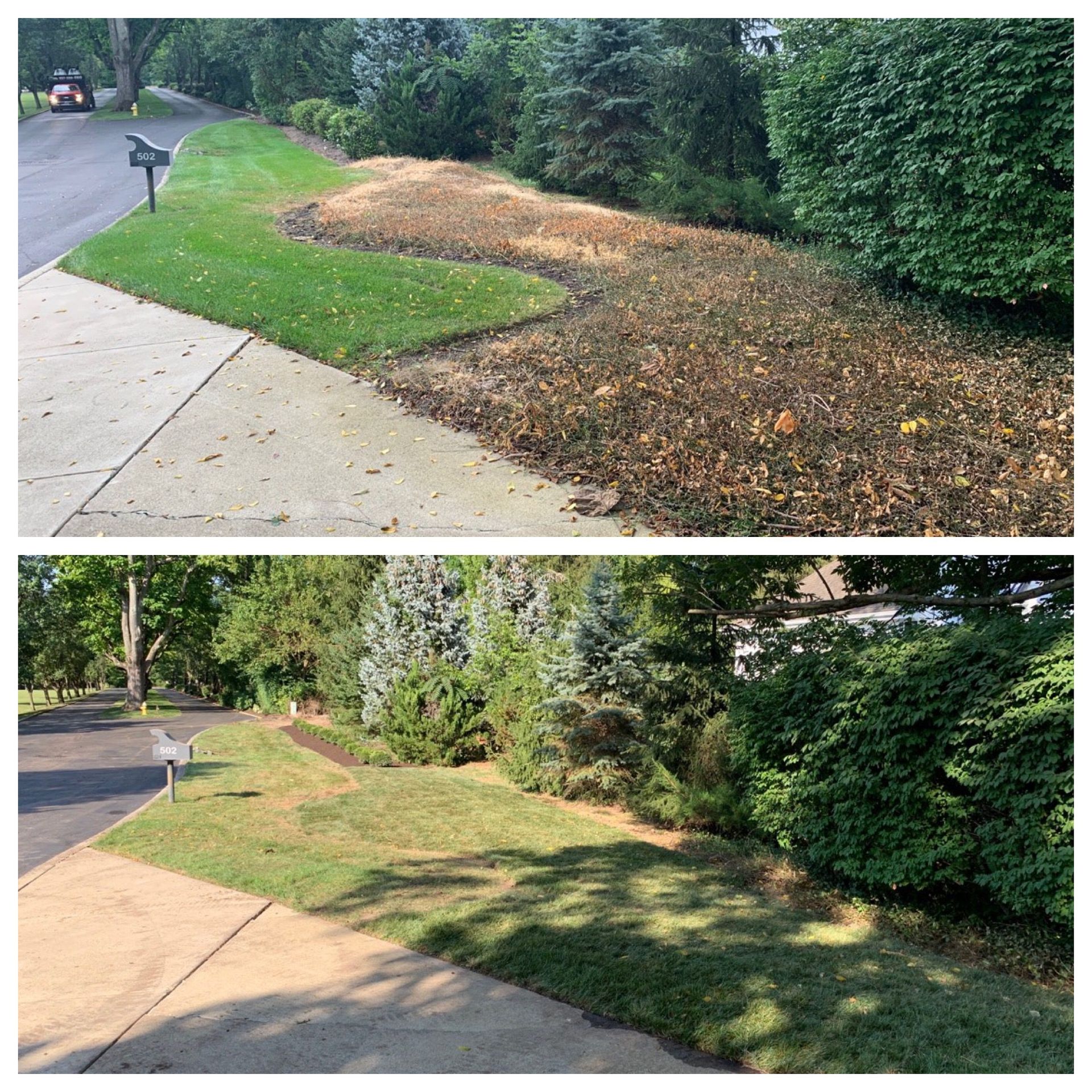 Before-and-after view of a sidewalk edge, with brown dead grass replaced by green turf along a hedge.