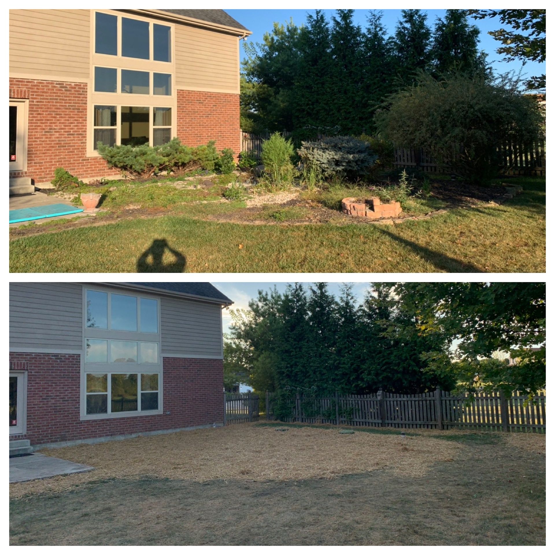 Backyard before-and-after: overgrown grass and shrubs replaced by a cleared, bare yard with a fence.