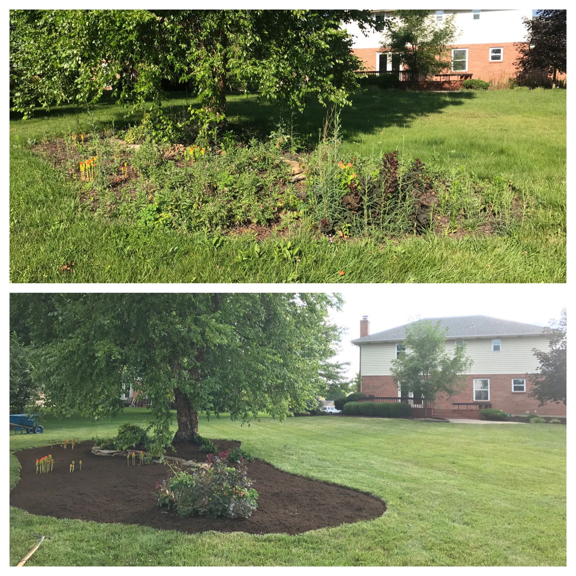 Before-and-after view of a landscaped garden bed with mulch under a tree beside a brick house.