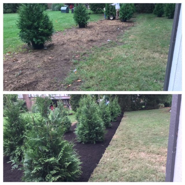 Before and after backyard landscaping: bare soil replaced with mulched beds and evergreen shrubs.