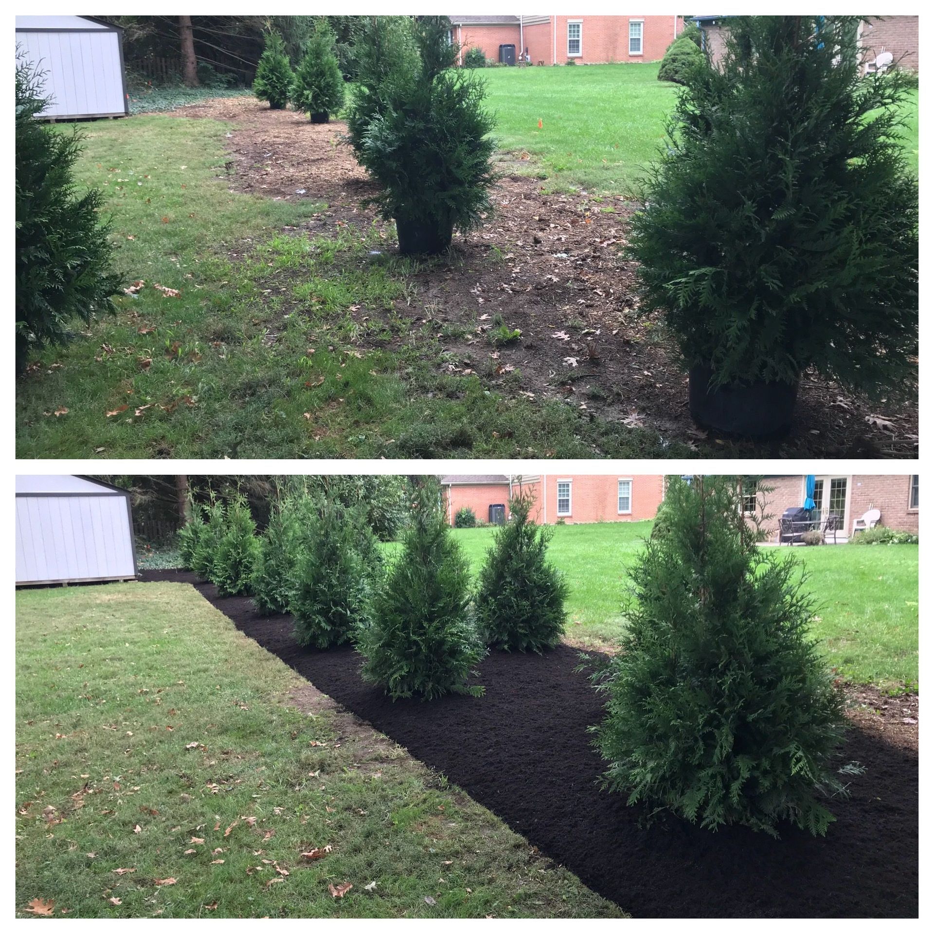 Before-and-after view of shrubs planted along a new black mulch bed in a backyard lawn