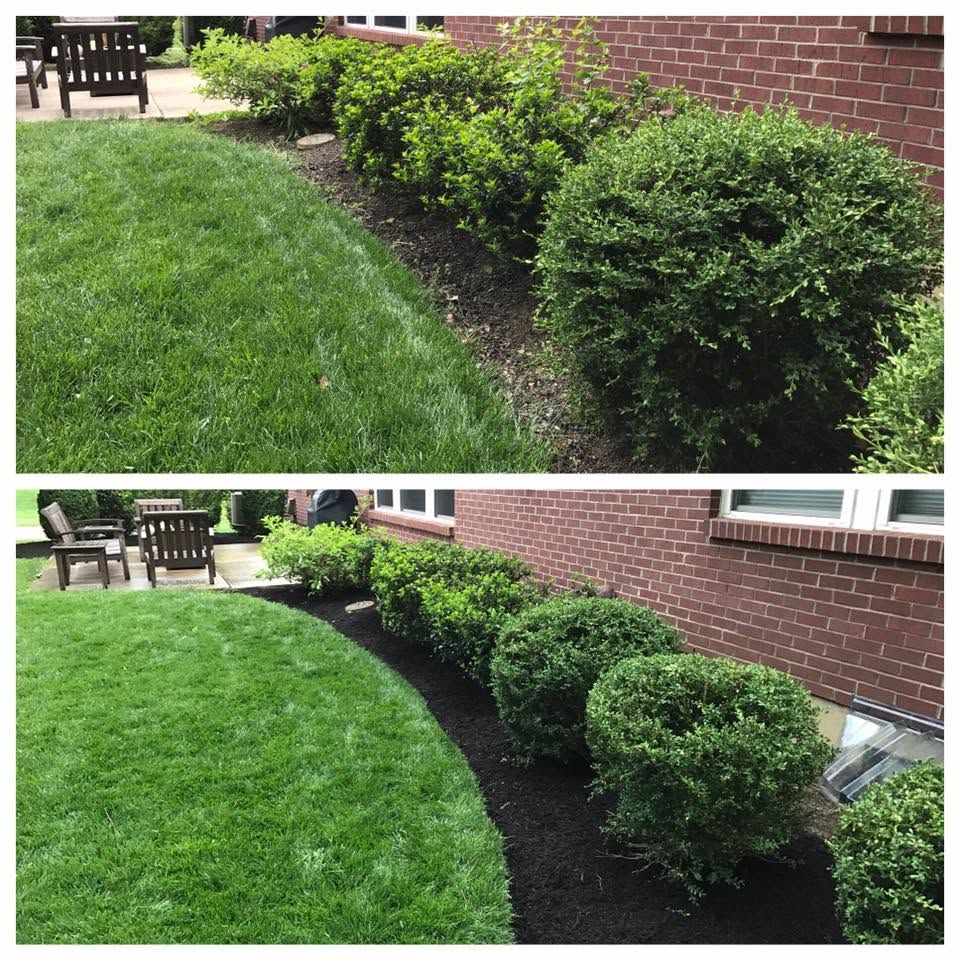Before-and-after view of a house foundation planting bed with trimmed green shrubs beside a brick wall.