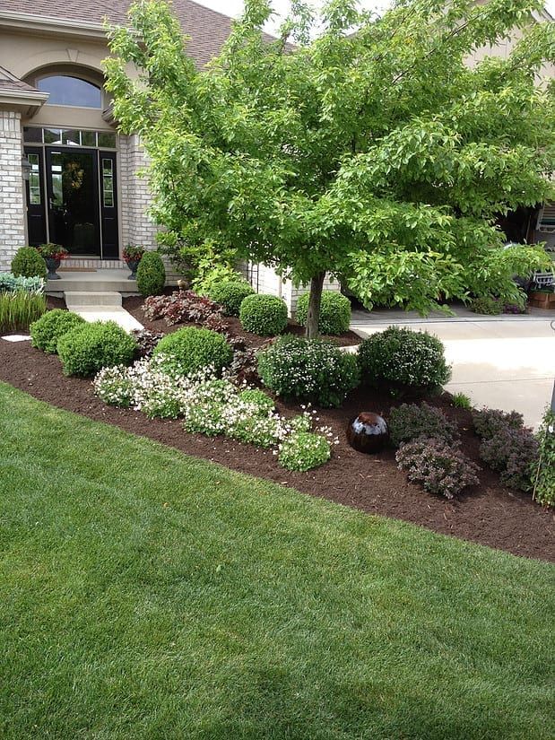 Front yard landscaping with a leafy tree, trimmed shrubs, mulch beds, and a brick house entryway