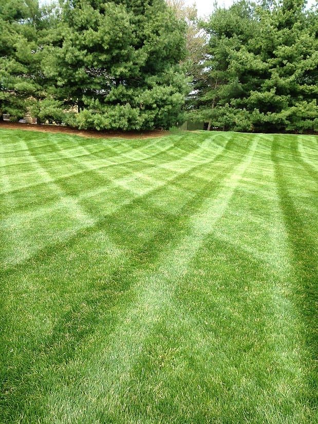 Freshly mowed green lawn with diagonal stripes beside a row of trees
