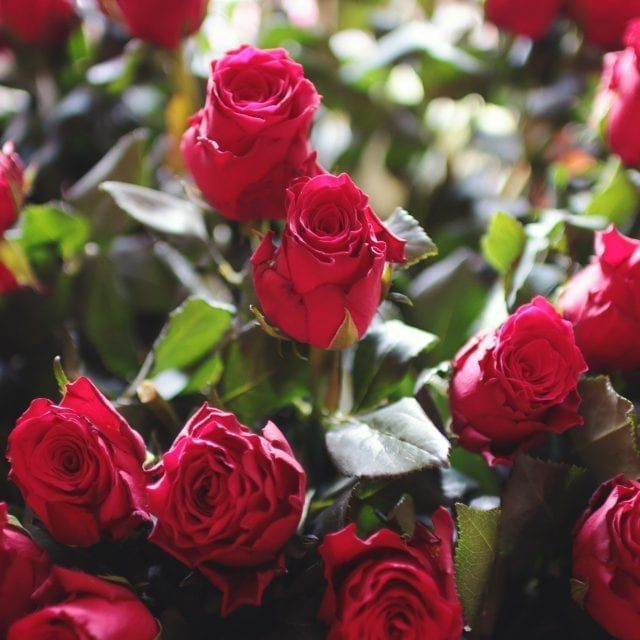 Red roses in bloom amid green leaves and soft sunlight.