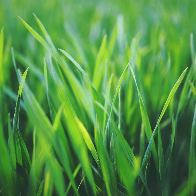 Close-up of bright green grass blades in soft focus with a blurred green background