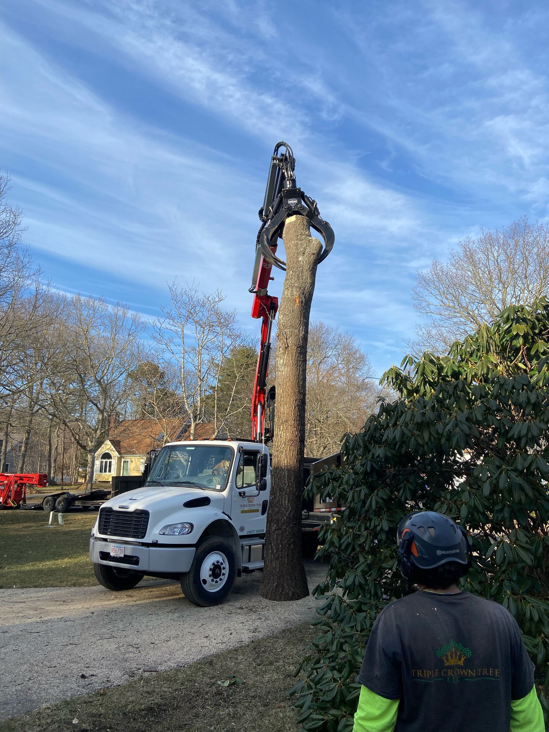 Tree removal