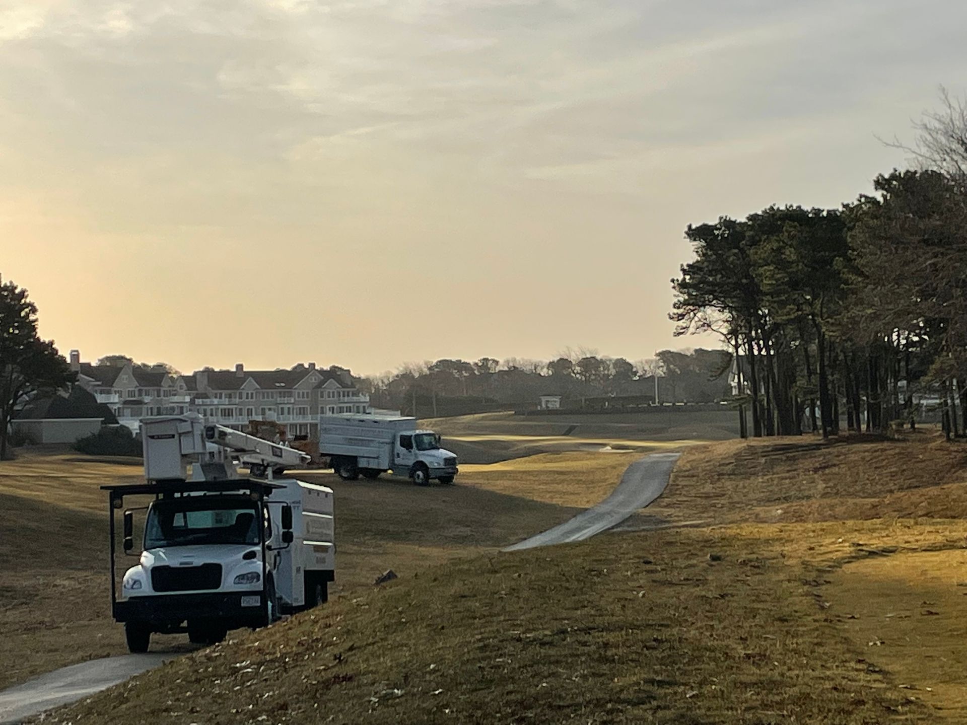 Tree service removal