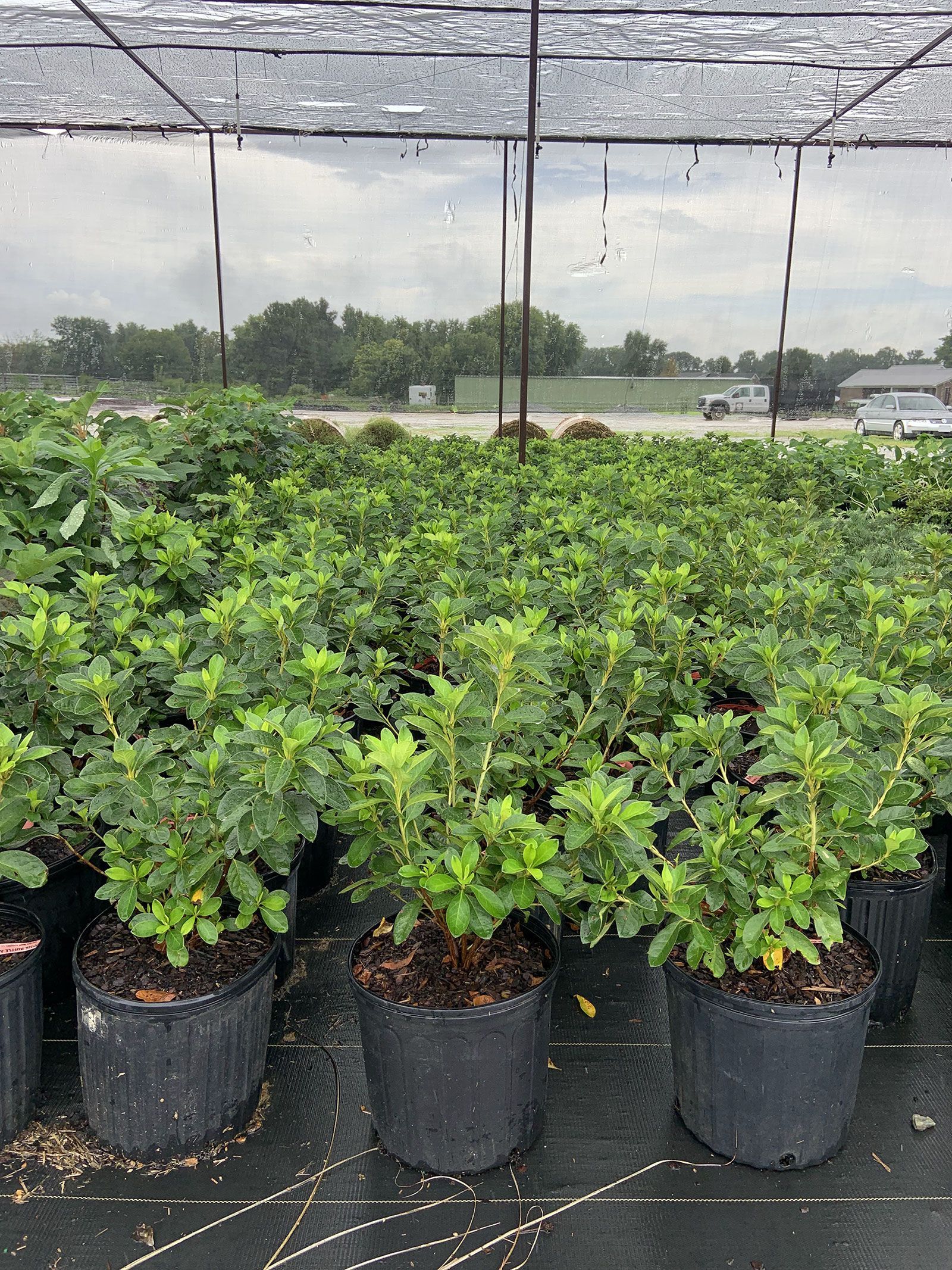 A greenhouse filled with lots of potted plants.