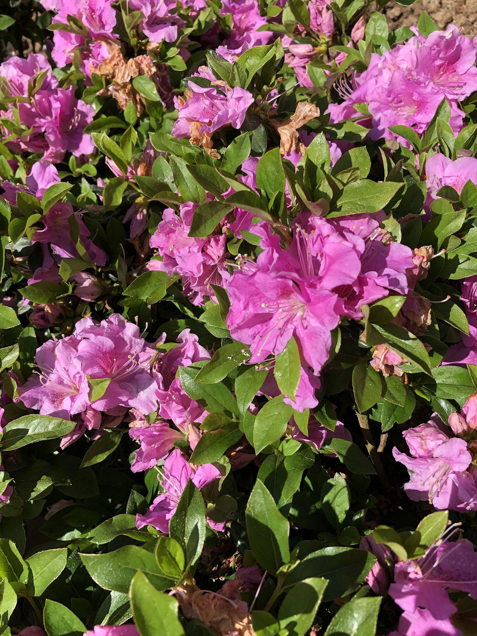 A bush with lots of purple flowers and green leaves.