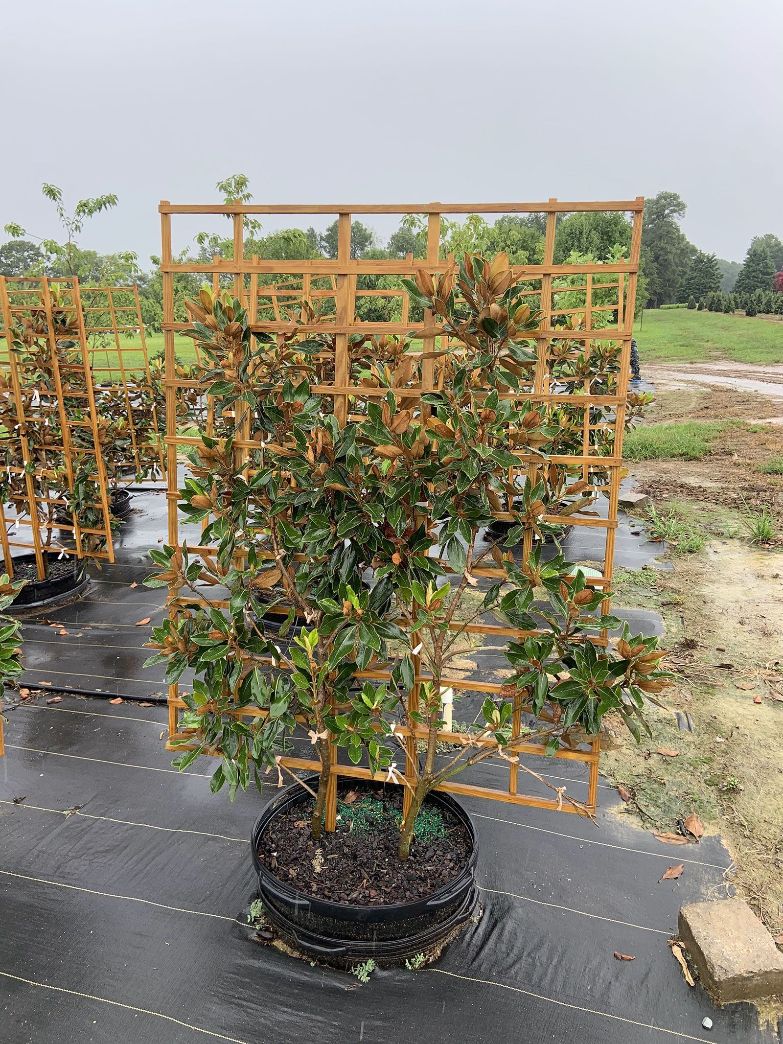 A row of potted plants growing on a trellis in a garden.