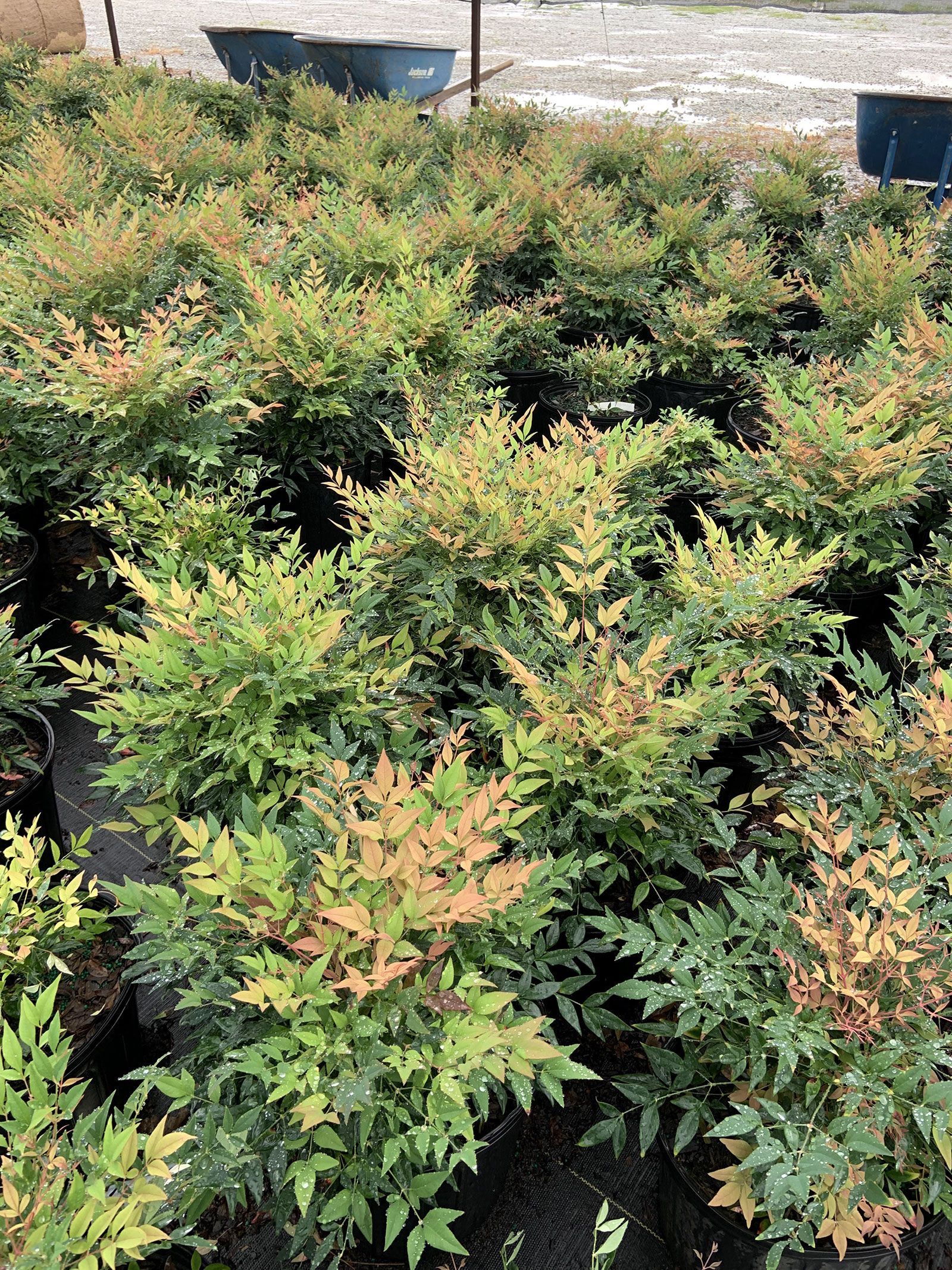 A bunch of plants are growing in a garden.