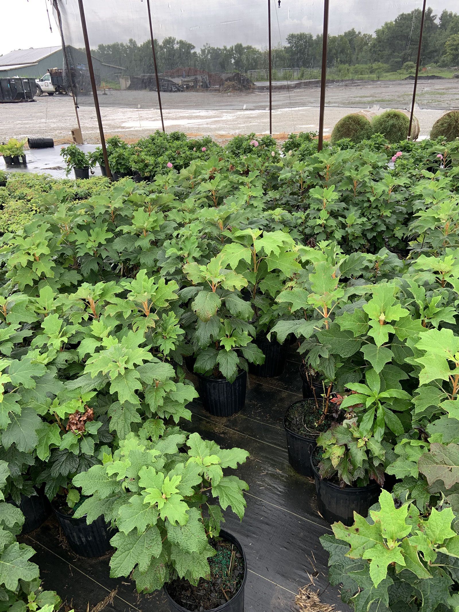 A greenhouse filled with lots of plants growing in pots.