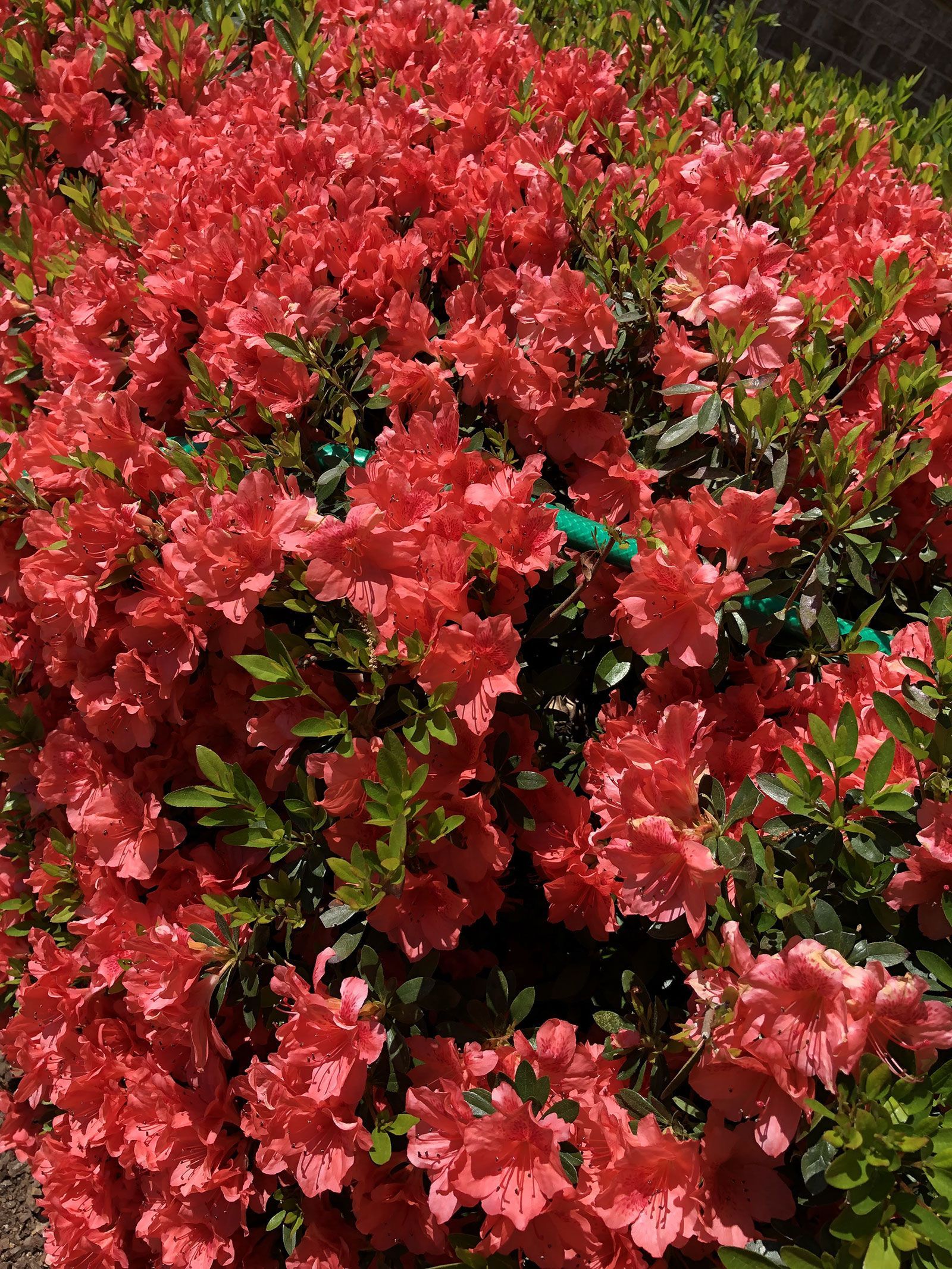 A bush with lots of red flowers and green leaves