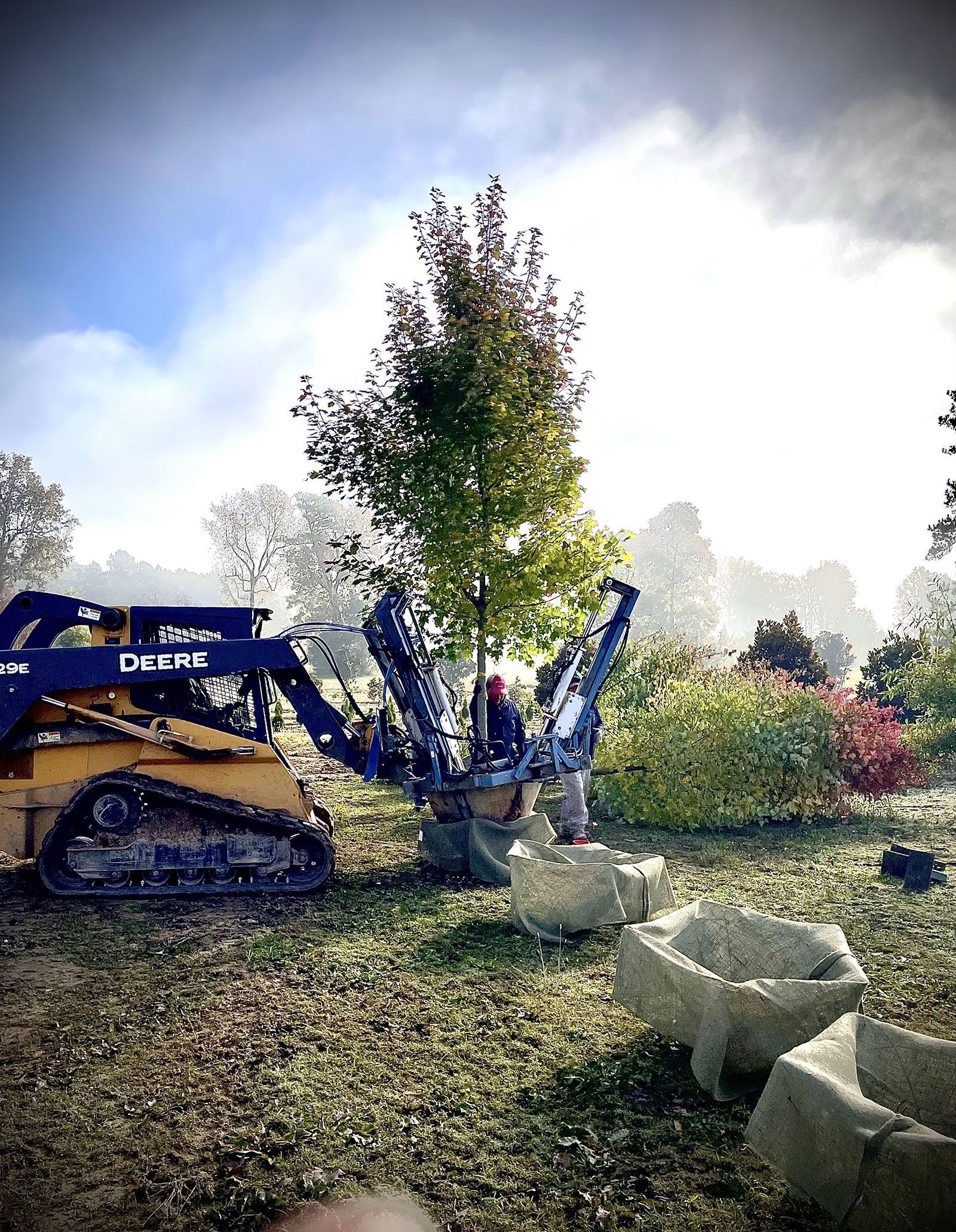 A large tree is being lifted by a tractor in a field.