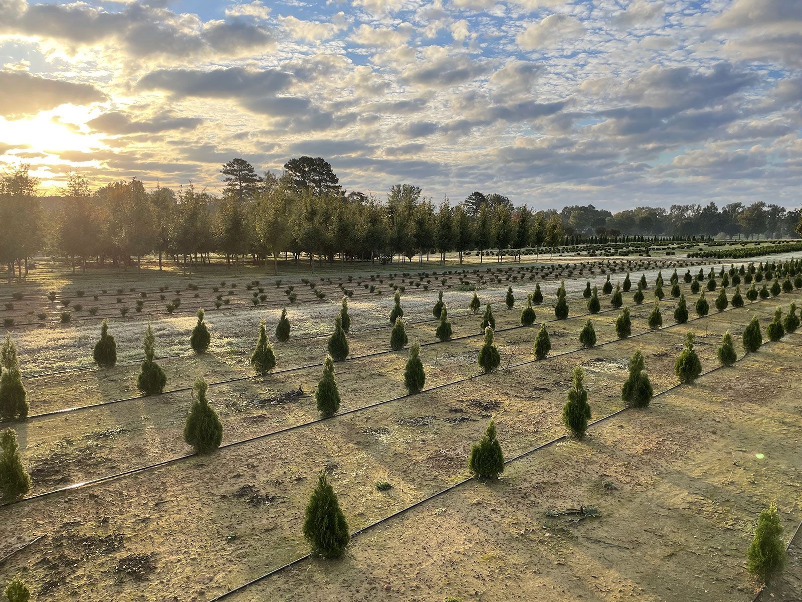 A row of christmas trees are growing in a field.