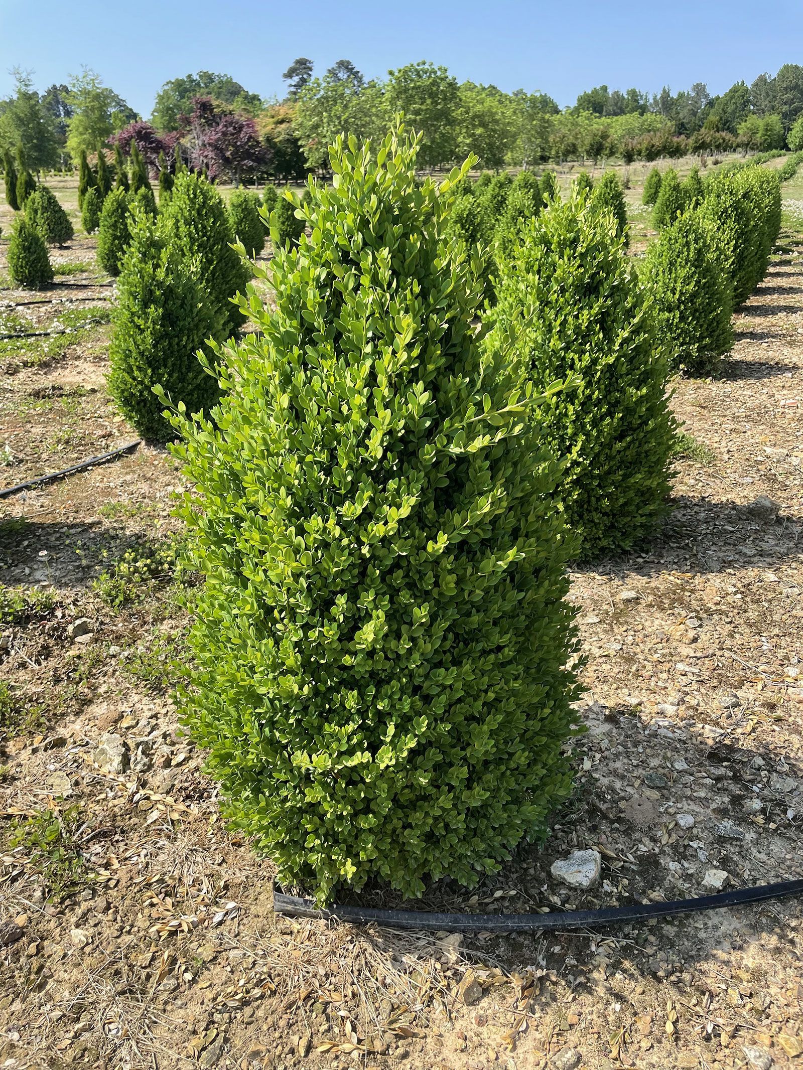 A field of christmas trees growing in the dirt.