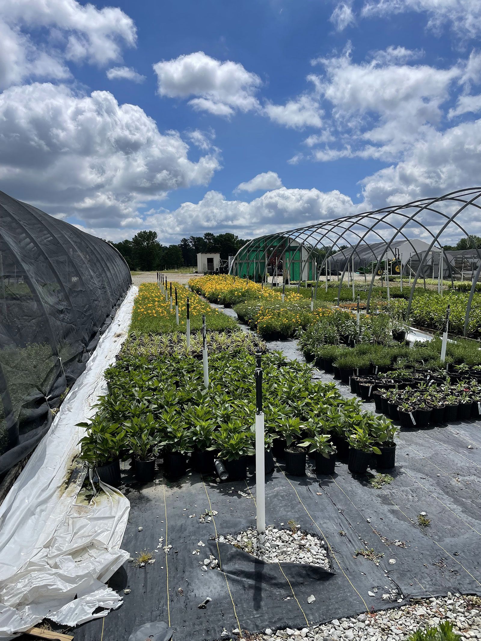 A greenhouse filled with lots of potted plants on a sunny day.