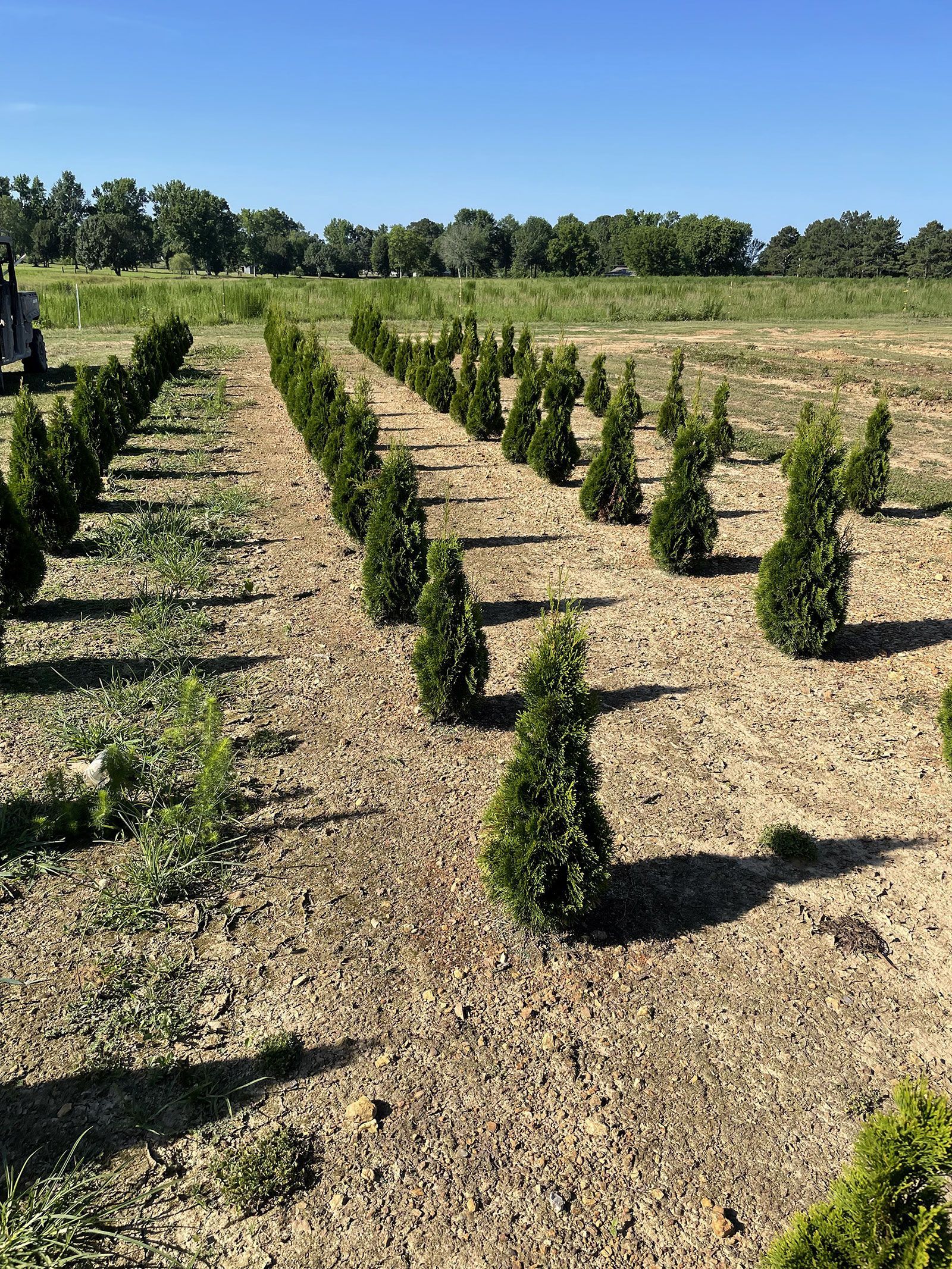 A field of trees growing in the dirt on a sunny day.