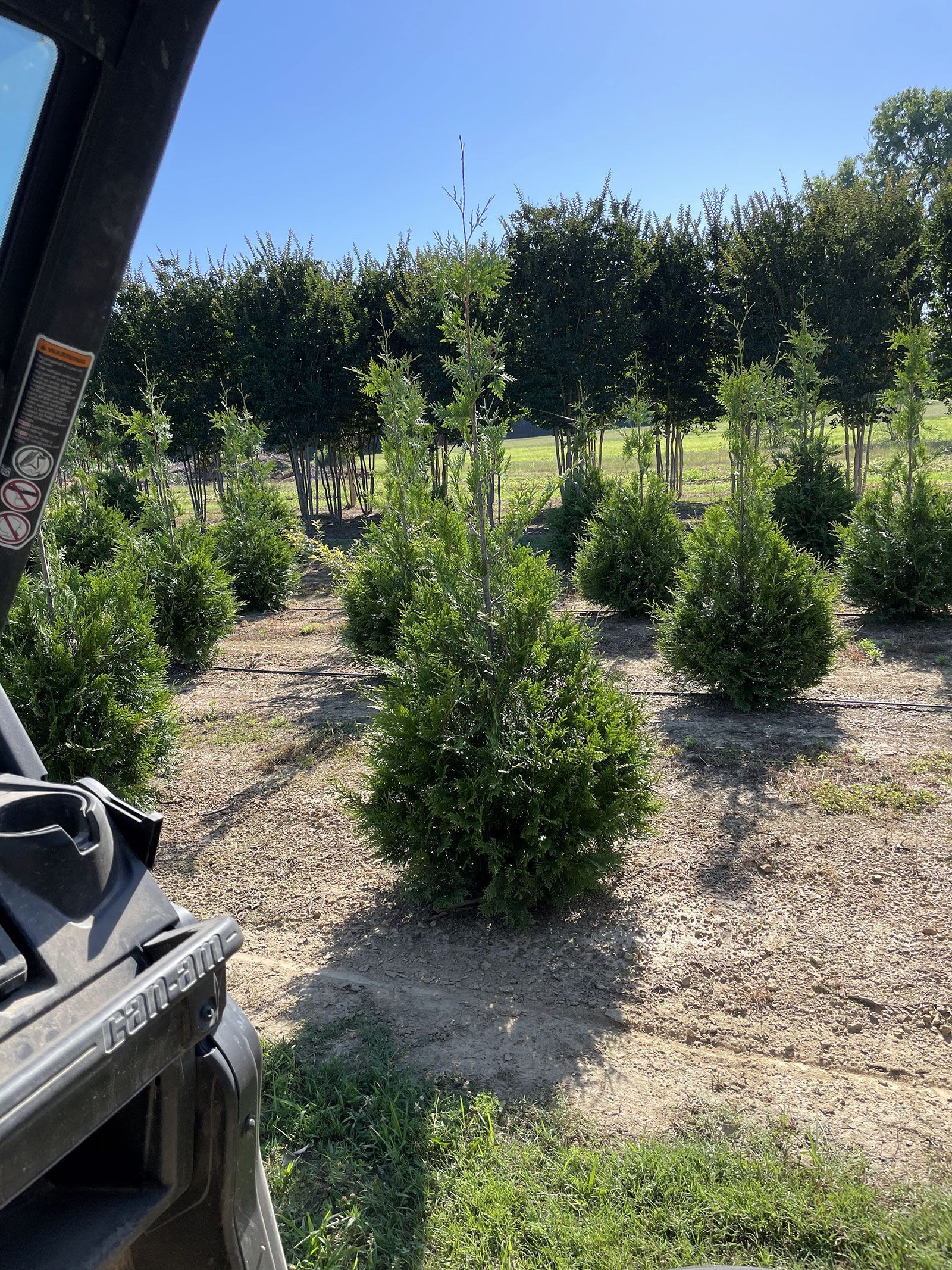 A person is driving a tractor through a field of trees.