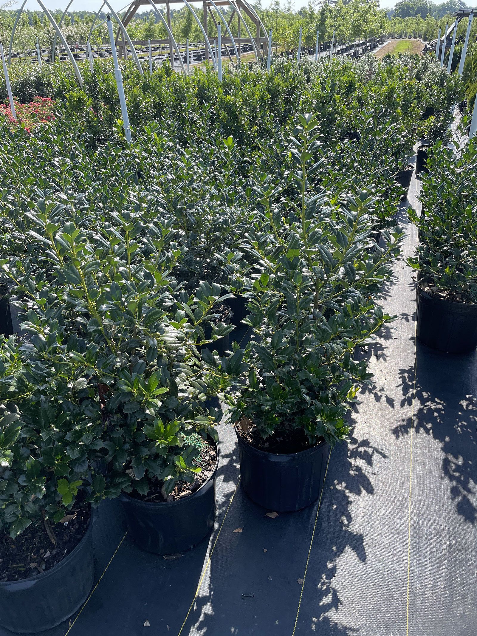 A bunch of potted plants are sitting on the ground in a garden.