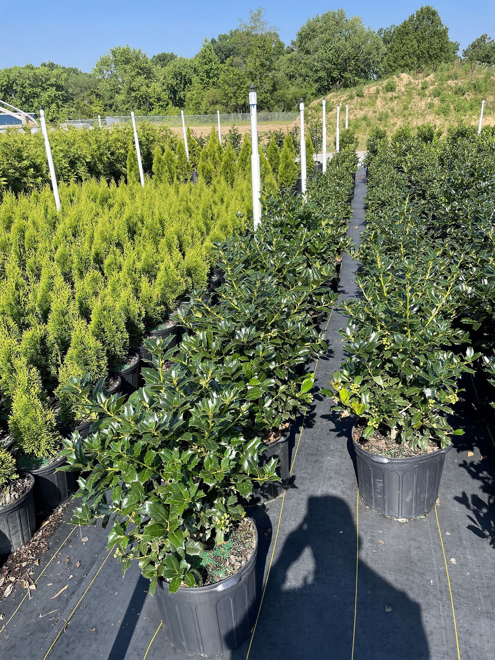 A row of potted plants in a garden with trees in the background.