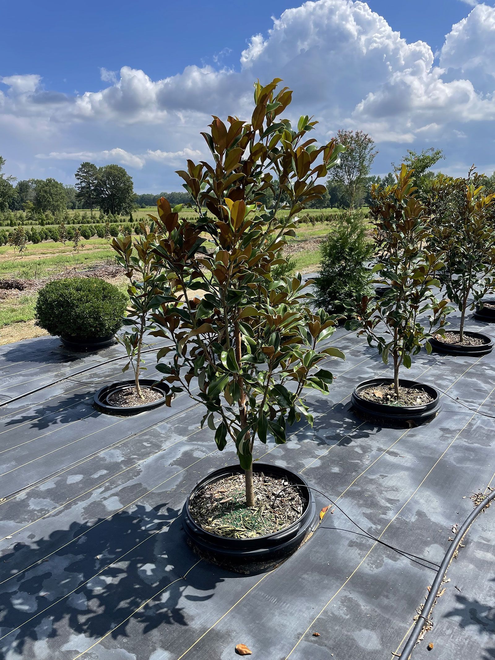 A group of trees sitting on top of a black tarp in a field.