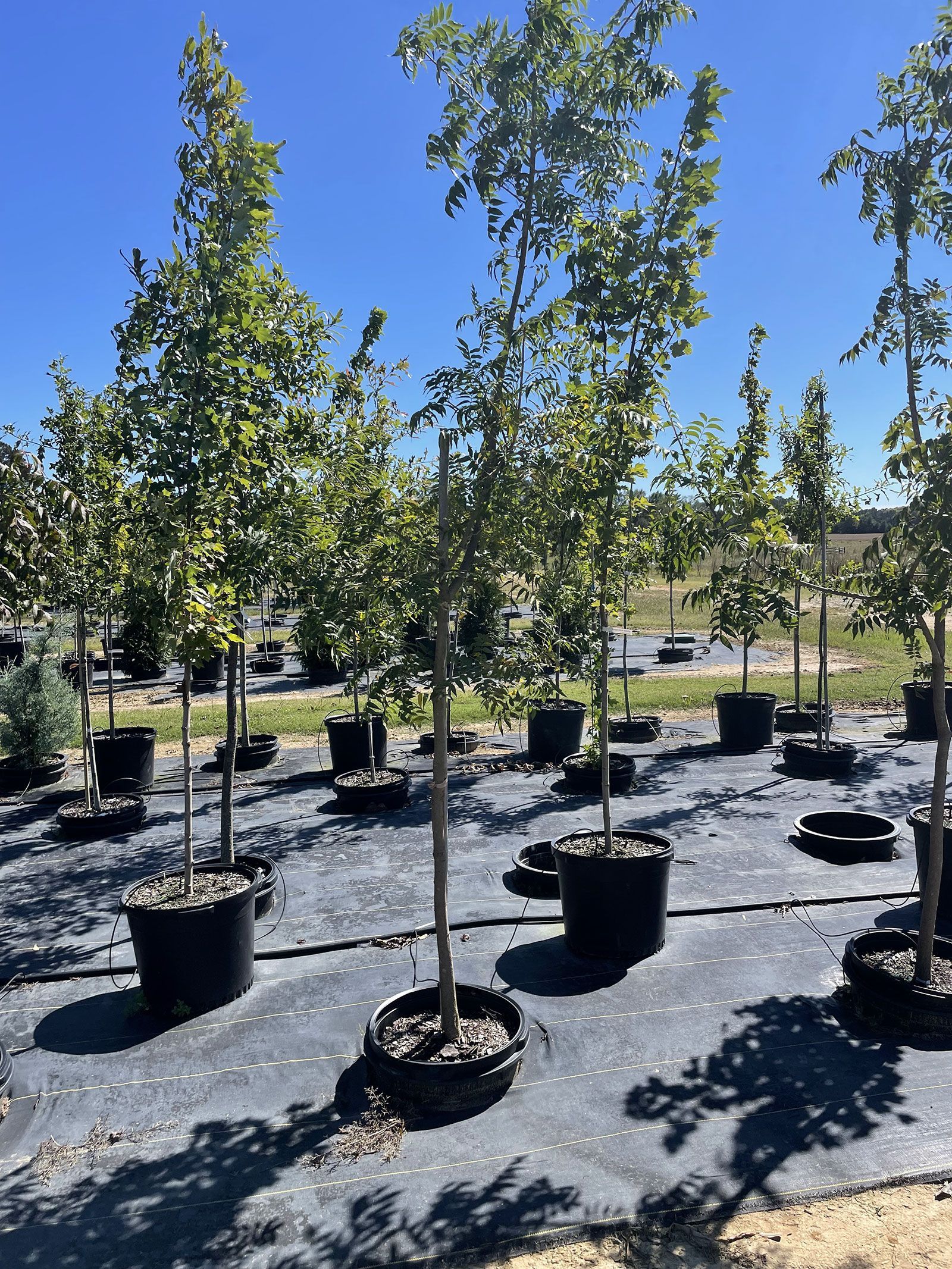 A row of potted trees in a garden on a sunny day.